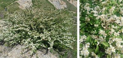 Predicting the geographical distribution and niche characteristics of Cotoneaster multiflorus based on future climate change